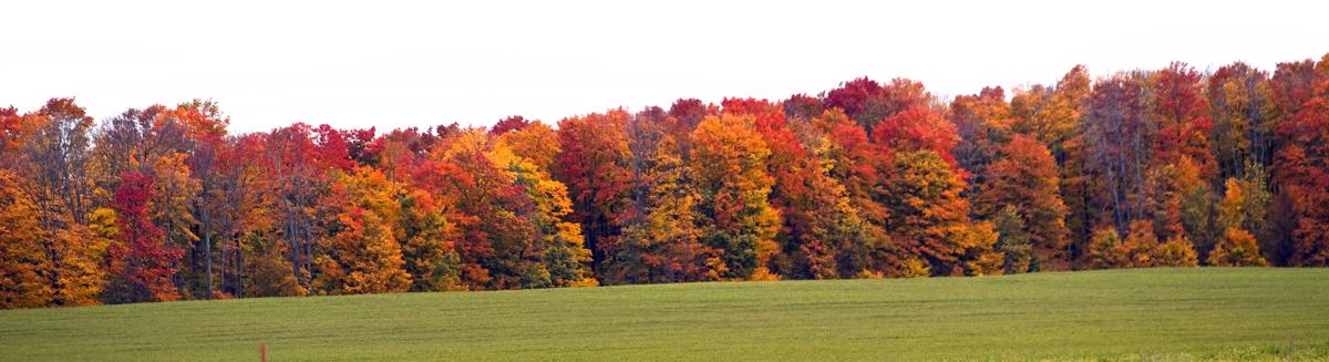 FALL COLOR