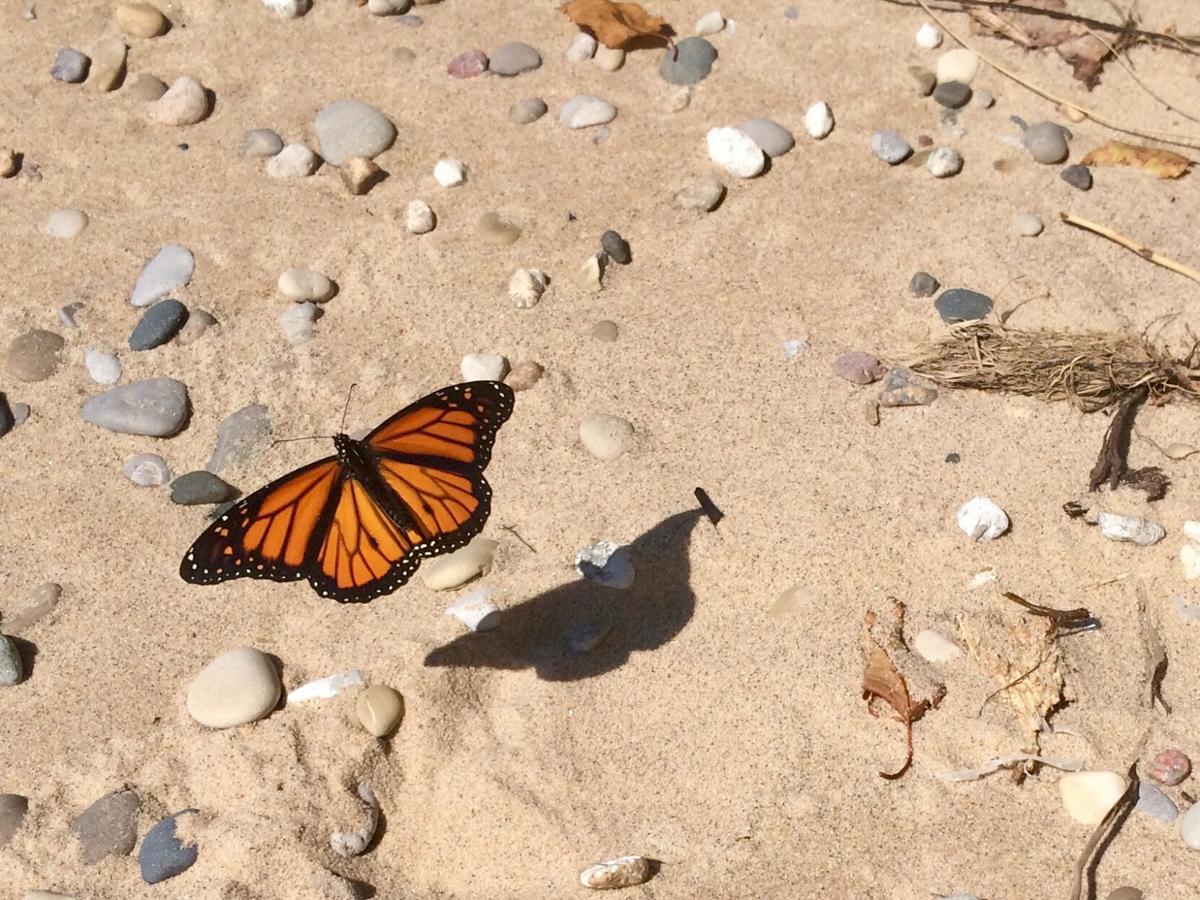 goeyes101520-Monarch on Alberta Beach. Photo by SusanWeber.jpg