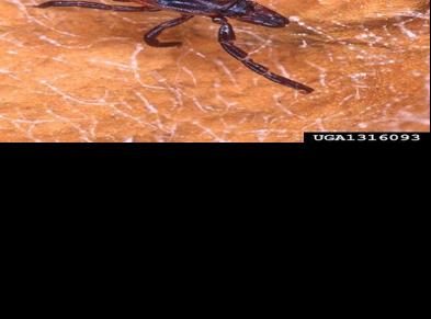 Uptick Lyme Disease Cases Up For Benzie Leelanau Counties Local News Record Eagle Com