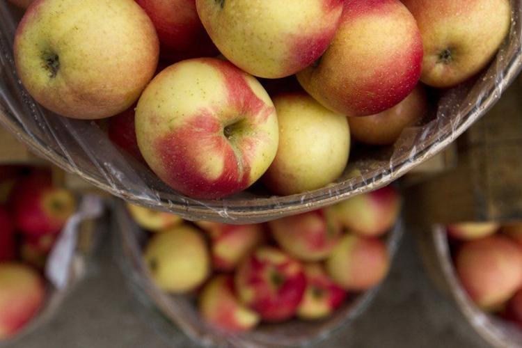 Learn About Gala and McIntosh Apples On The Farm