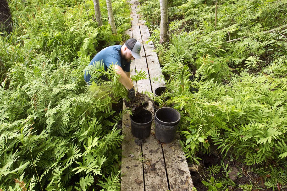 Photo gallery Fern transplant Featured