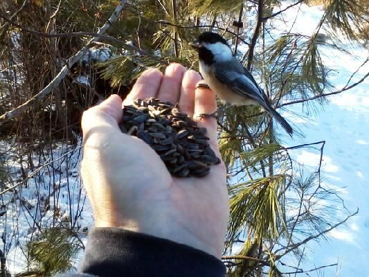 goeyes021821Feeding a chickadee by hand. Photo by Brad Boals..jpg