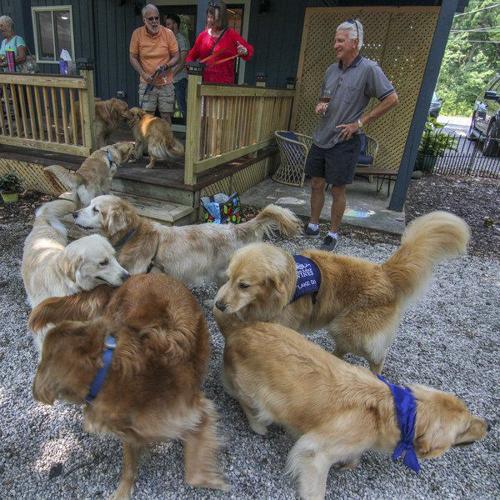 VIDEO: See 500 Golden Retrievers Celebrate Their Breed's Anniversary