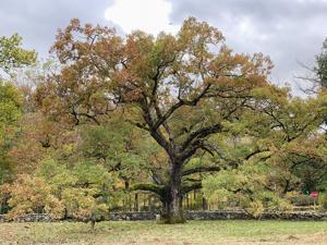 Oaks excel at supporting the food web (including us). Arbor Day's a good time to plant one