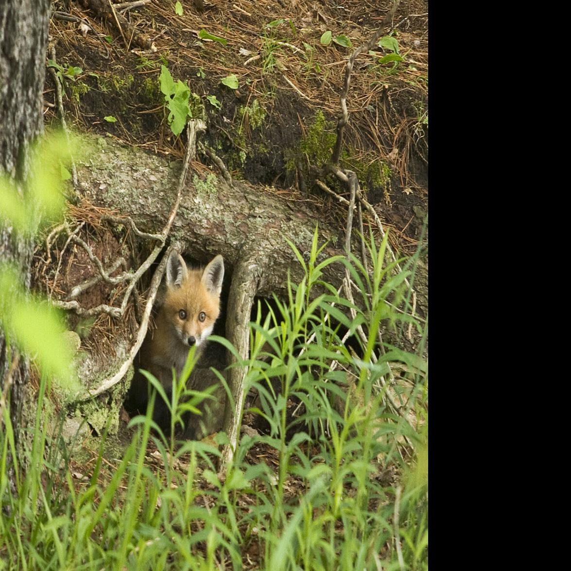 Great Lakes crustacean can survive being eaten by goby Lifestyles