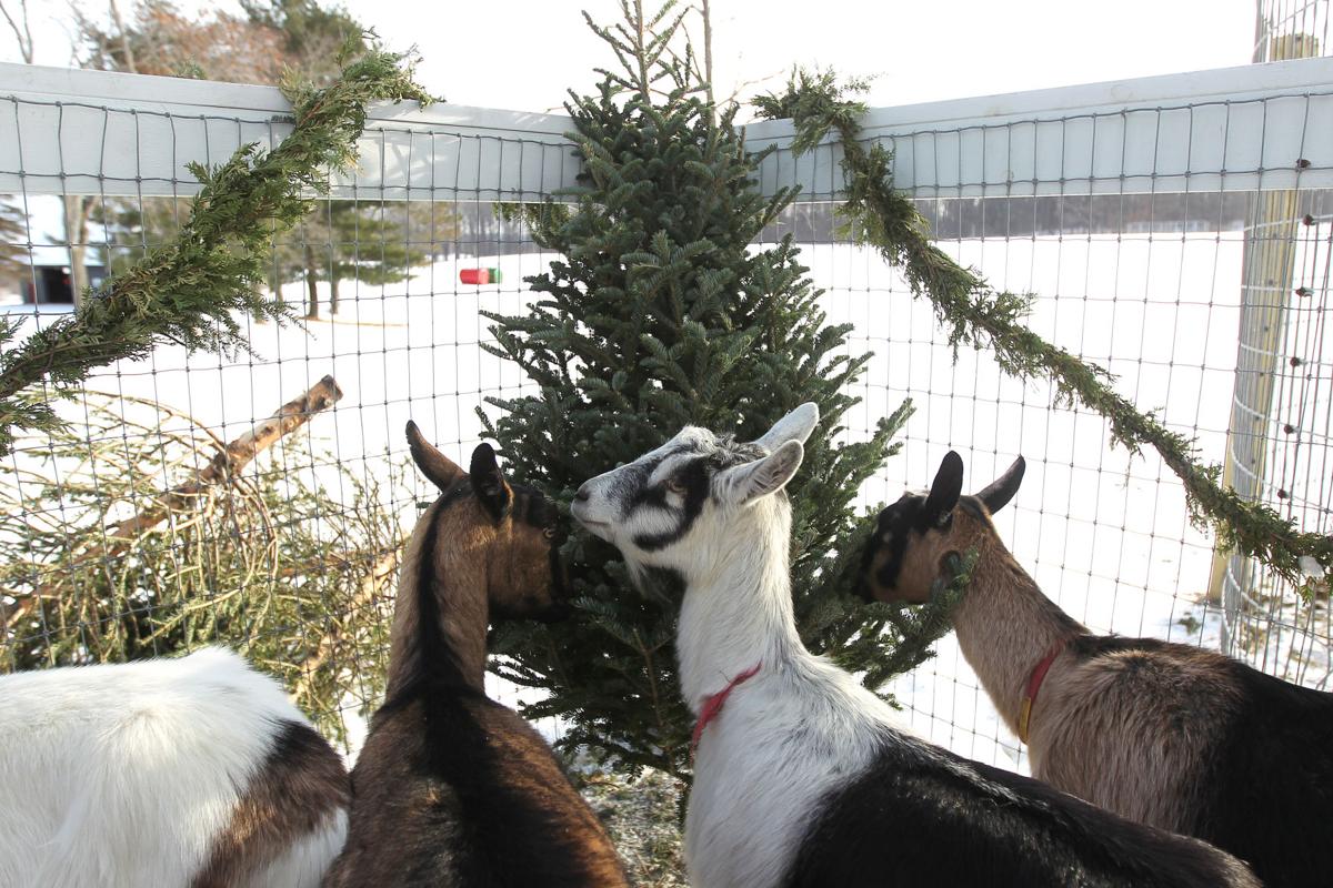 Conservancy collecting Christmas trees for goats Local News record