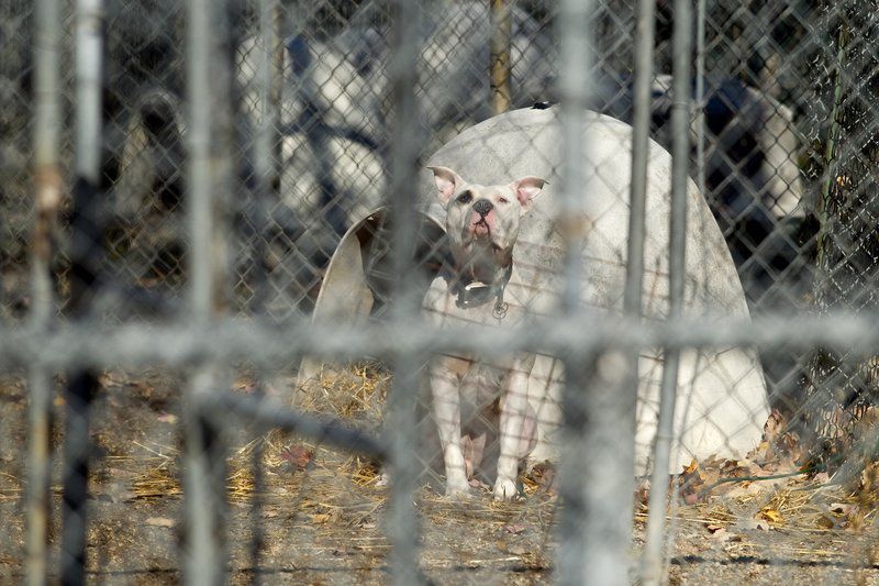 Recycling, animal control millage requests on ballot Local News