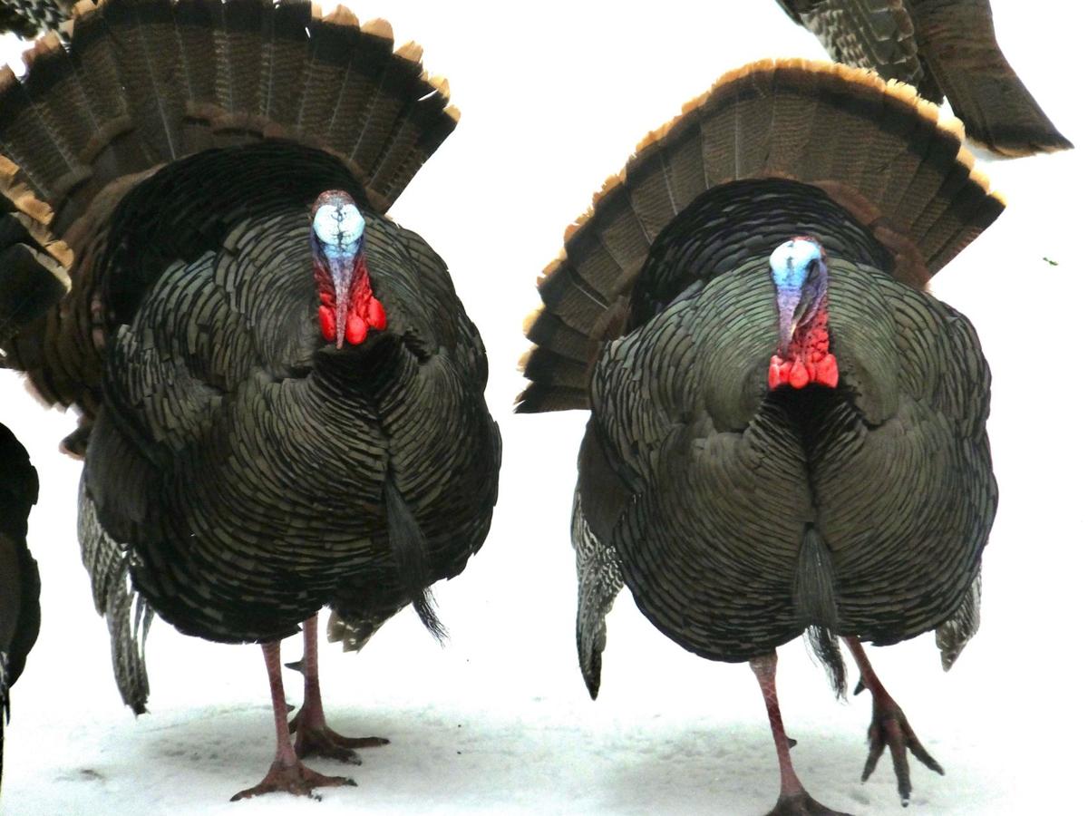 goeyes021320two big Tom turkeys photo by kathie.jpg