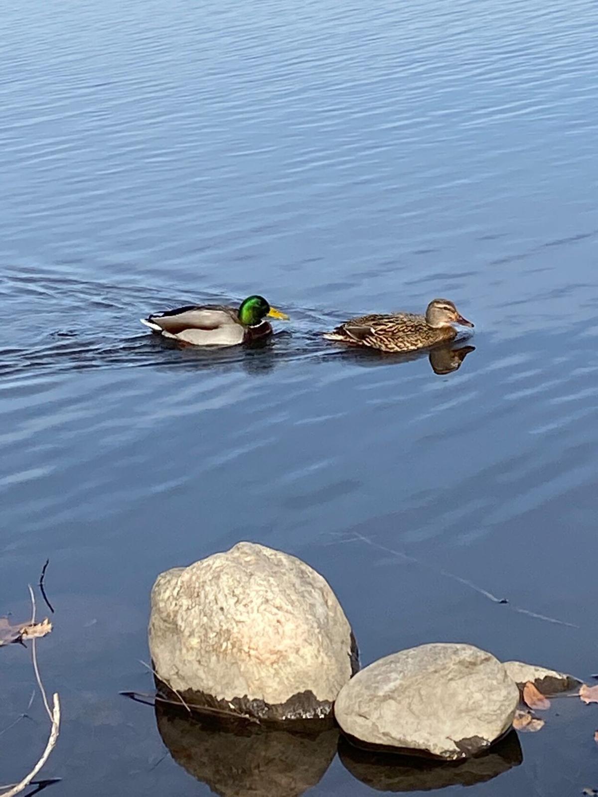 goeyes123120A pair of Mallards swimming near shore at Medalie Park on a sunny November day. Photo by Russell VanHouzen.jpg