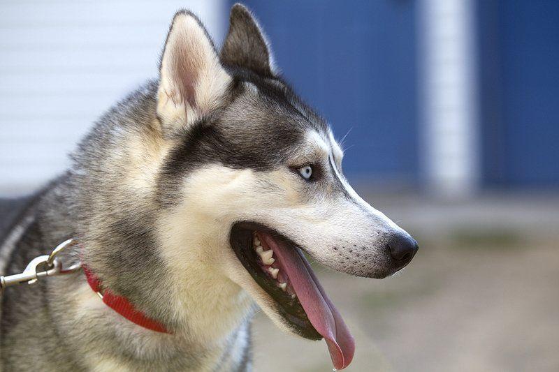 Hachi S New Home Couple Saves Dog From Death Row Local News Record Eagle Com