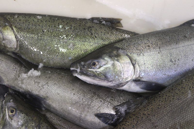 Fishing gear regs aim to curtail snagging on area rivers GO record