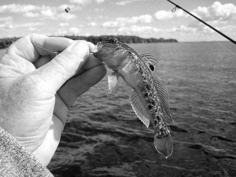 Great Lakes crustacean can survive being eaten by goby Lifestyles