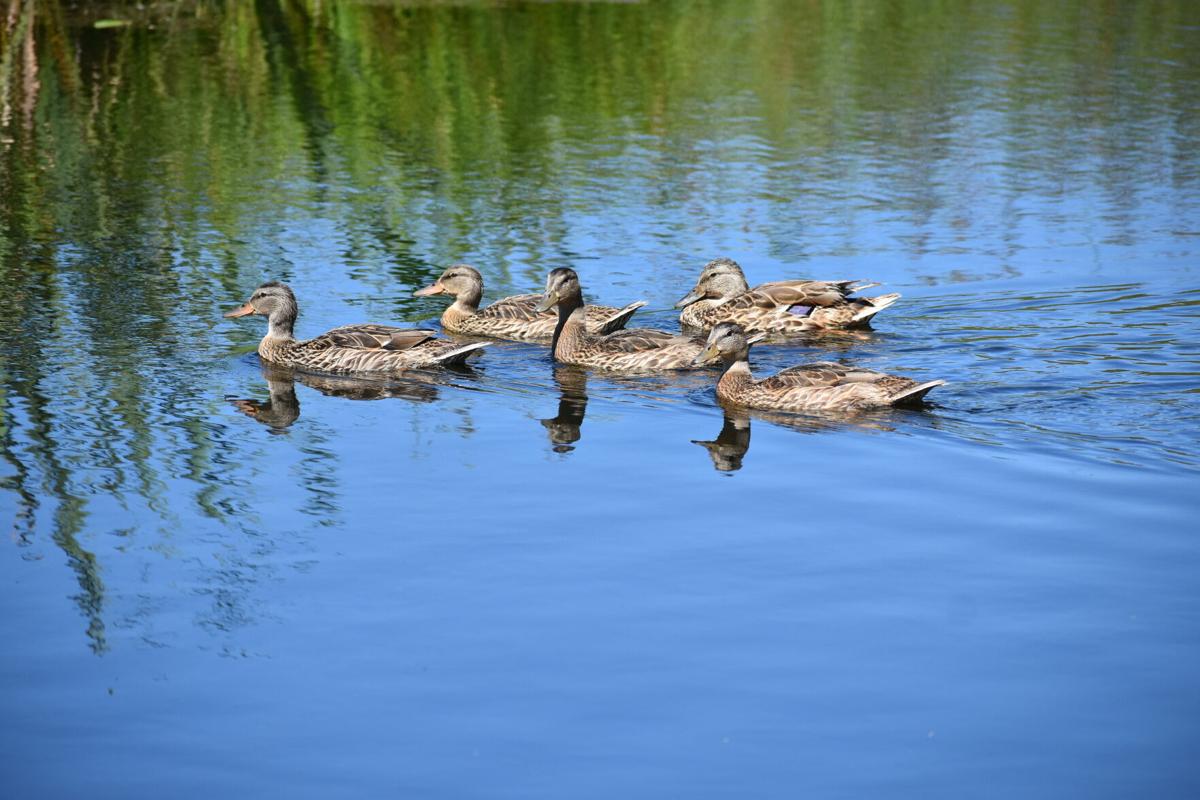 goeyes101520Ducks on the Cedar River. Photo by Mike Spenser..jpg