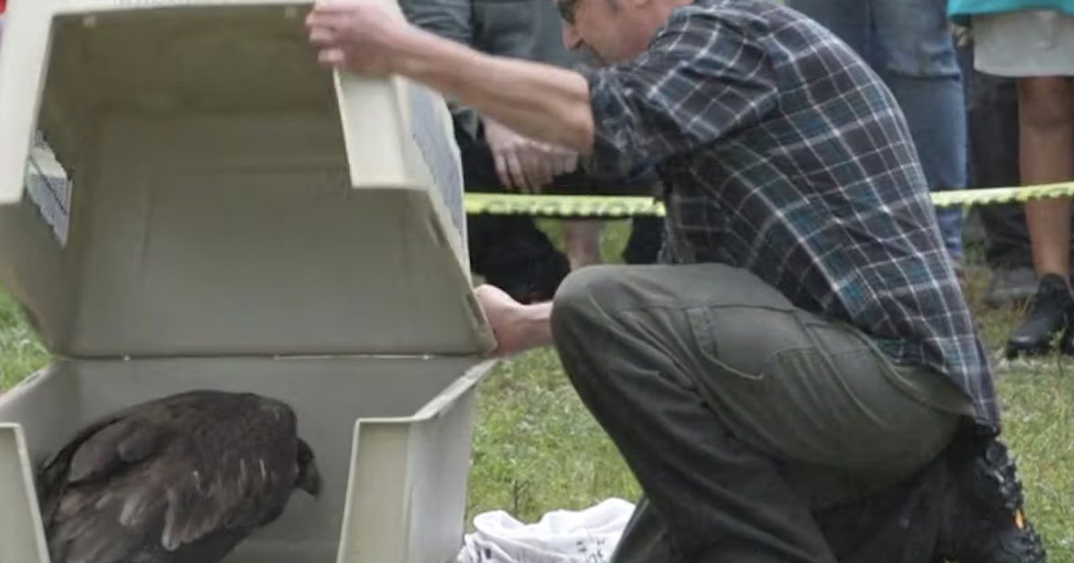 Bald eagle is released | Local News | record-eagle.com