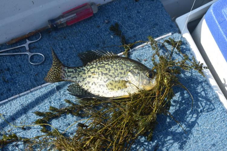 Bob Gwizdz: High up and speedy jigs whack the crappies