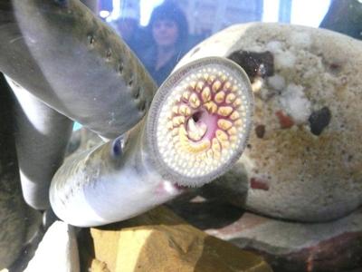 update sea lamprey population reaches record low local news