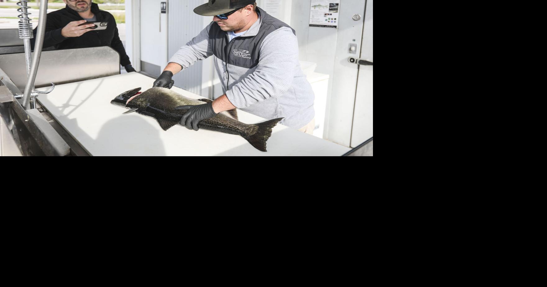 Stocked up: Alewife health spawns salmon boost | Local News | record-eagle.com
