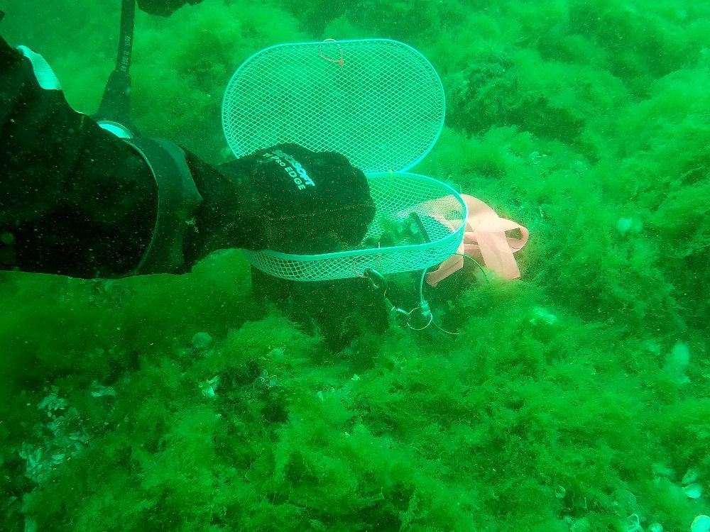 Research successfully removes invasive quagga mussels from Lake Michigan - Vimarsana News