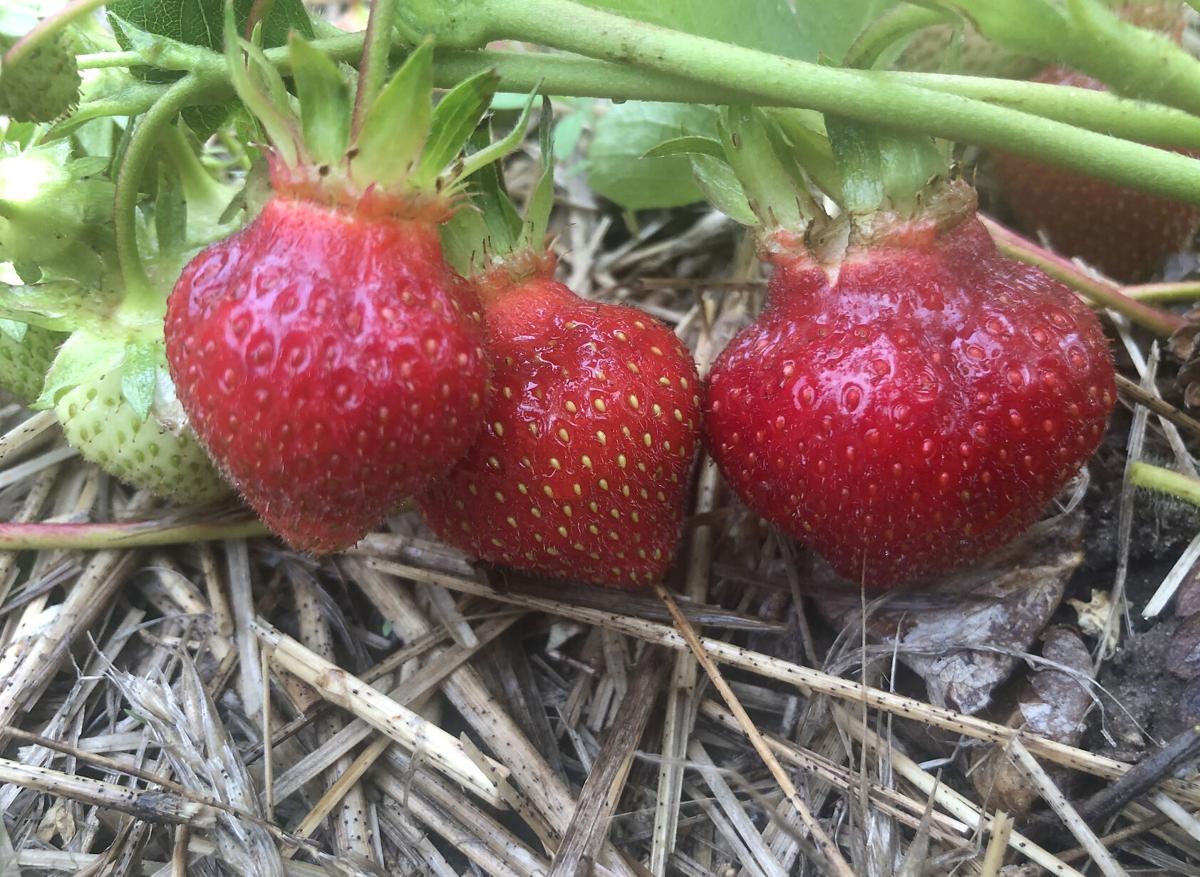 Agriculture Forum Strawberry Harvest Is Near Business Record Eagle Com Agriculture Forum Strawberry Harvest Is Near Business Record Eagle Com