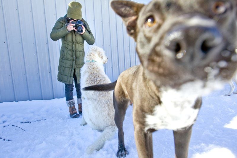 Great lakes humane society traverse 2024 city mi