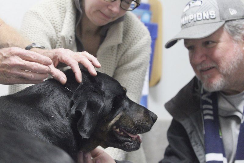 integrative veterinary