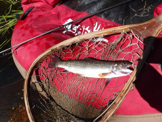 Bob Gwizdz: Hex hatch means big work for big trout, Local News