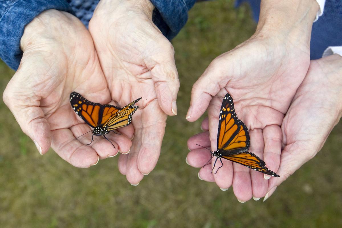 Agriculture Forum Monarch Population Still Swings Business Record Eagle Com