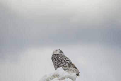 Michigan Bird Watchers Get Elusive Glimpse Of Snowy Owl Go