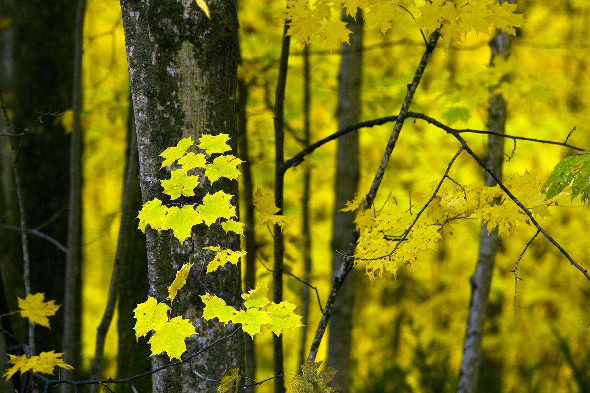 FALL COLOR