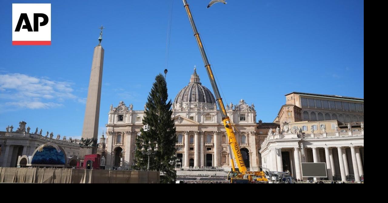 Workers place giant Christmas tree in St. Peter's Square at the Vatican