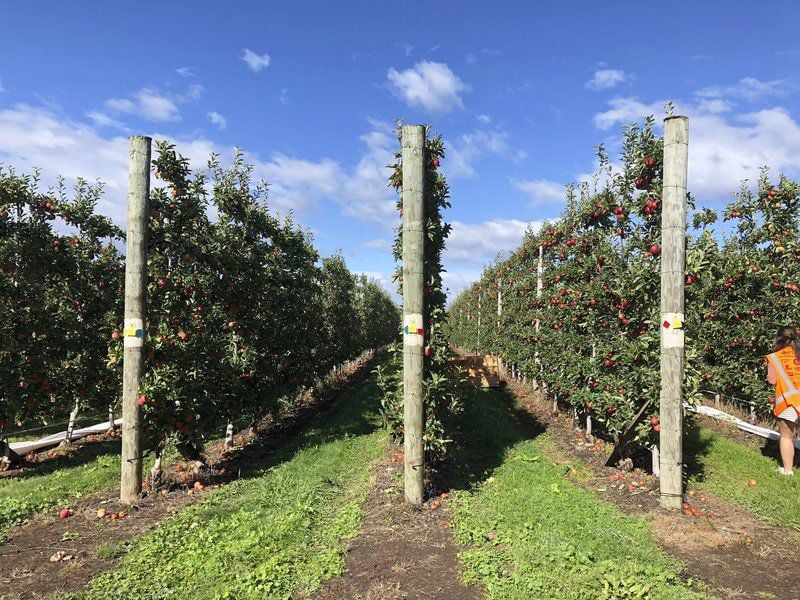 Agriculture Forum A cyclone, apples in tubes, trellises Business