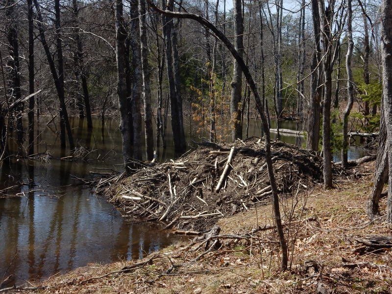Mike Terrell A Hike Through The Valley Of Giants Go Record Eagle Com