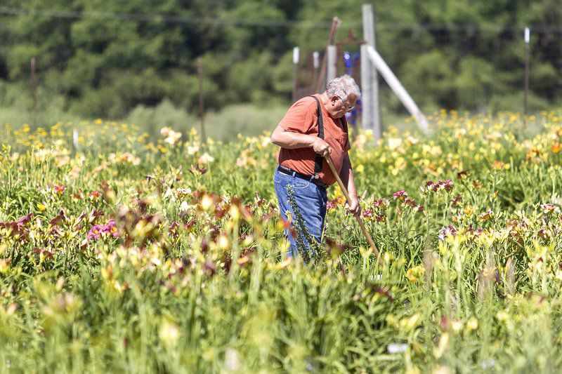 Fields of Gold: Centennial farm offers up 1,000 day-lily varieties