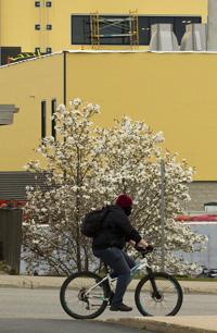 BLOOM RIDE