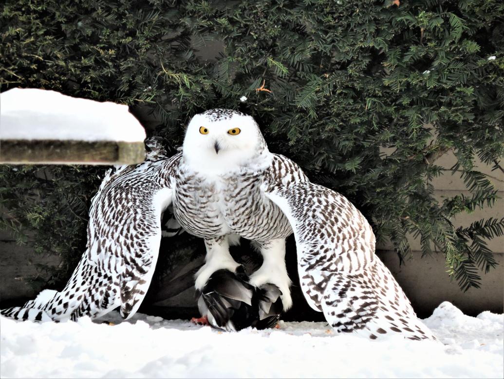snowy_owl | | record-eagle.com