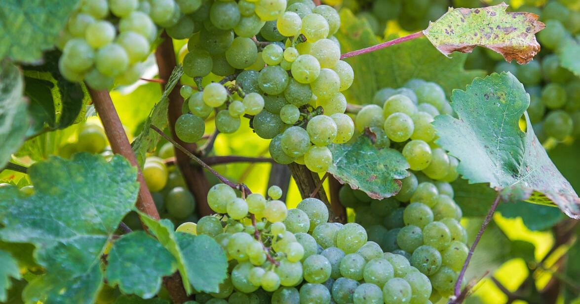 Grape Crop Ripe Local grape crop ripe for strong season | Business | record-eagle.com