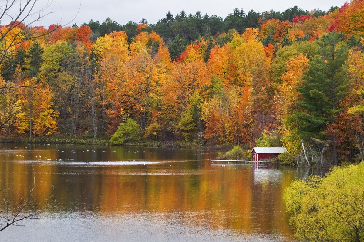 FALL COLOR
