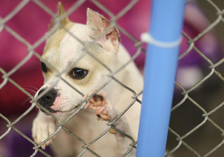 Area animal shelters boost 'nokill' status Local News