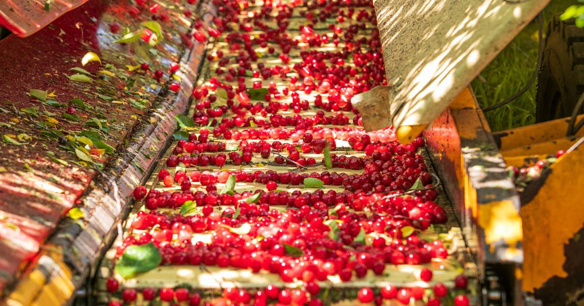 SHORTAGE: Dried cherry supply dries up; tart cherry processing under pressure