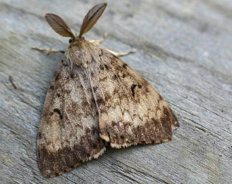Pictures Of Michigan Moths