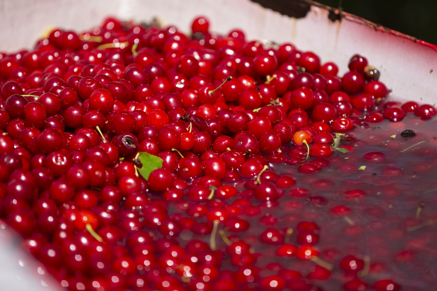 national cherry tart day national cherry tart day