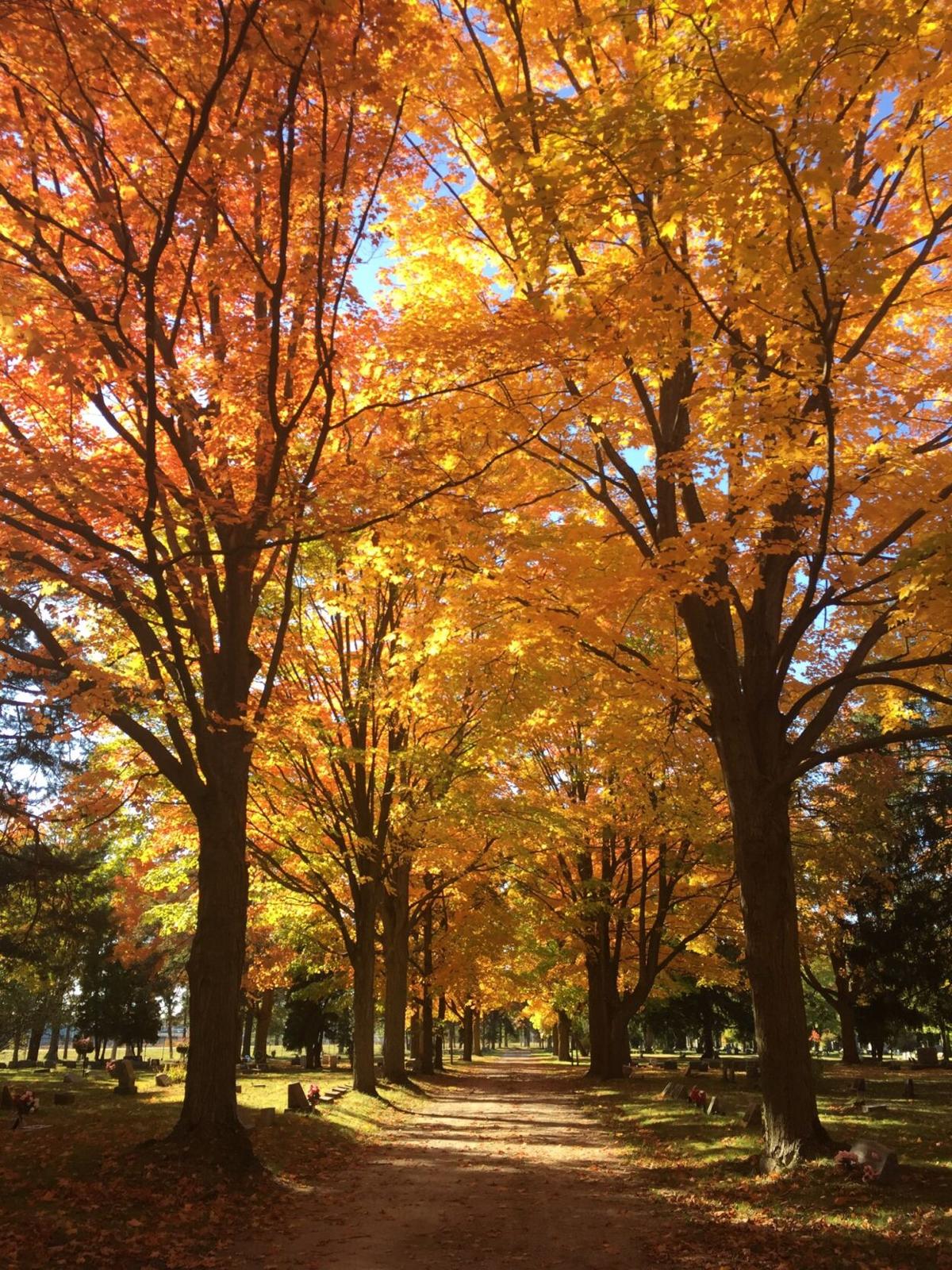goeyes111920Fall colors popping. Photo by Janine Shelley..jpg