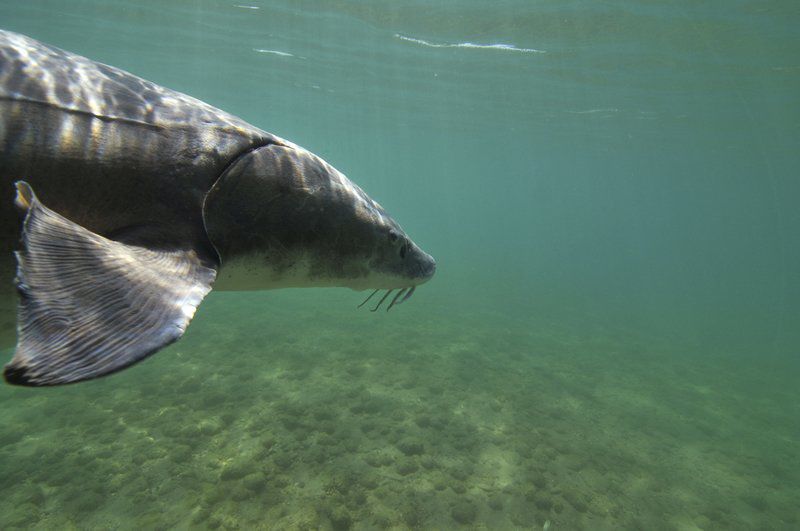 Lake sturgeon vulnerable to poaching Local News