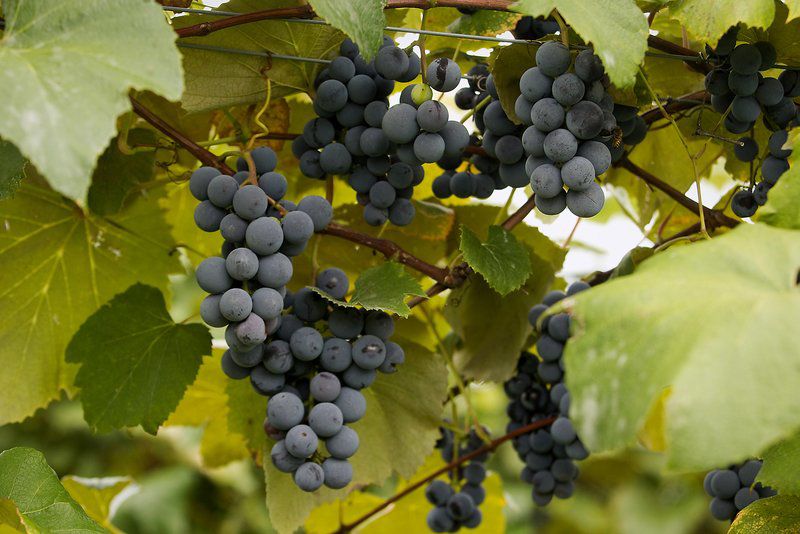 Despite cold, Michigan is 4thlargest grapegrowing state Business