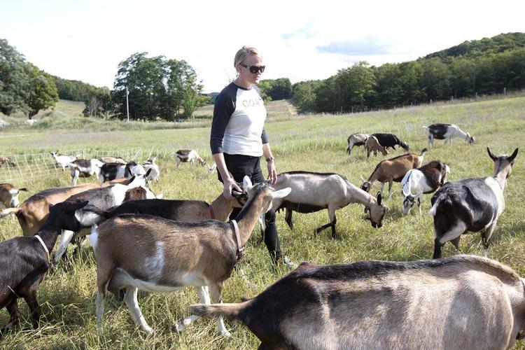 Idyll Farms Goat Cheese Tasting at The Union! Idyll Farms Goat Farm Tour  2021