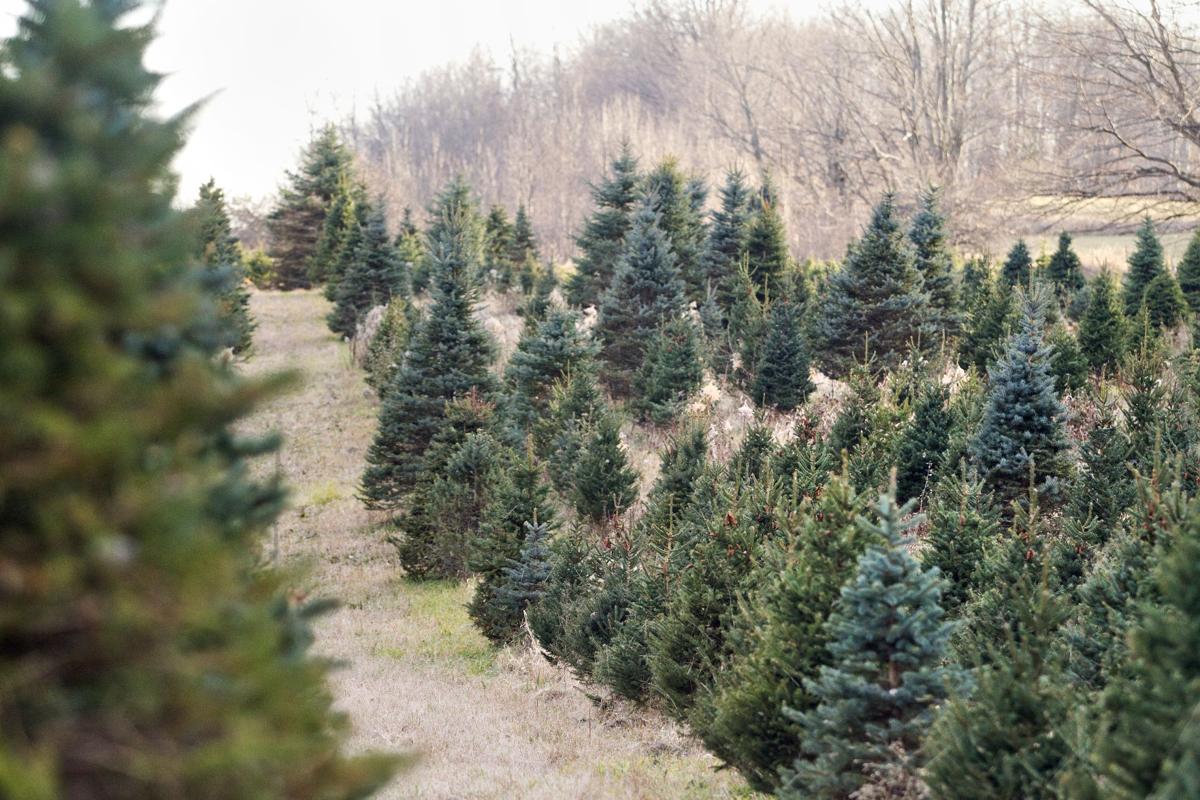 Growing Commerce Dutchman Tree Farm Has Record Year The Biz Record Eagle Com