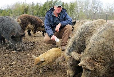 Ban On Exotic Swine Causes Backlash State News Record Eagle Com