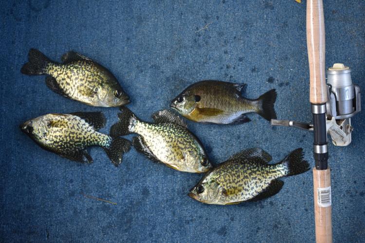 Bob Gwizdz: High up and speedy jigs whack the crappies, GO