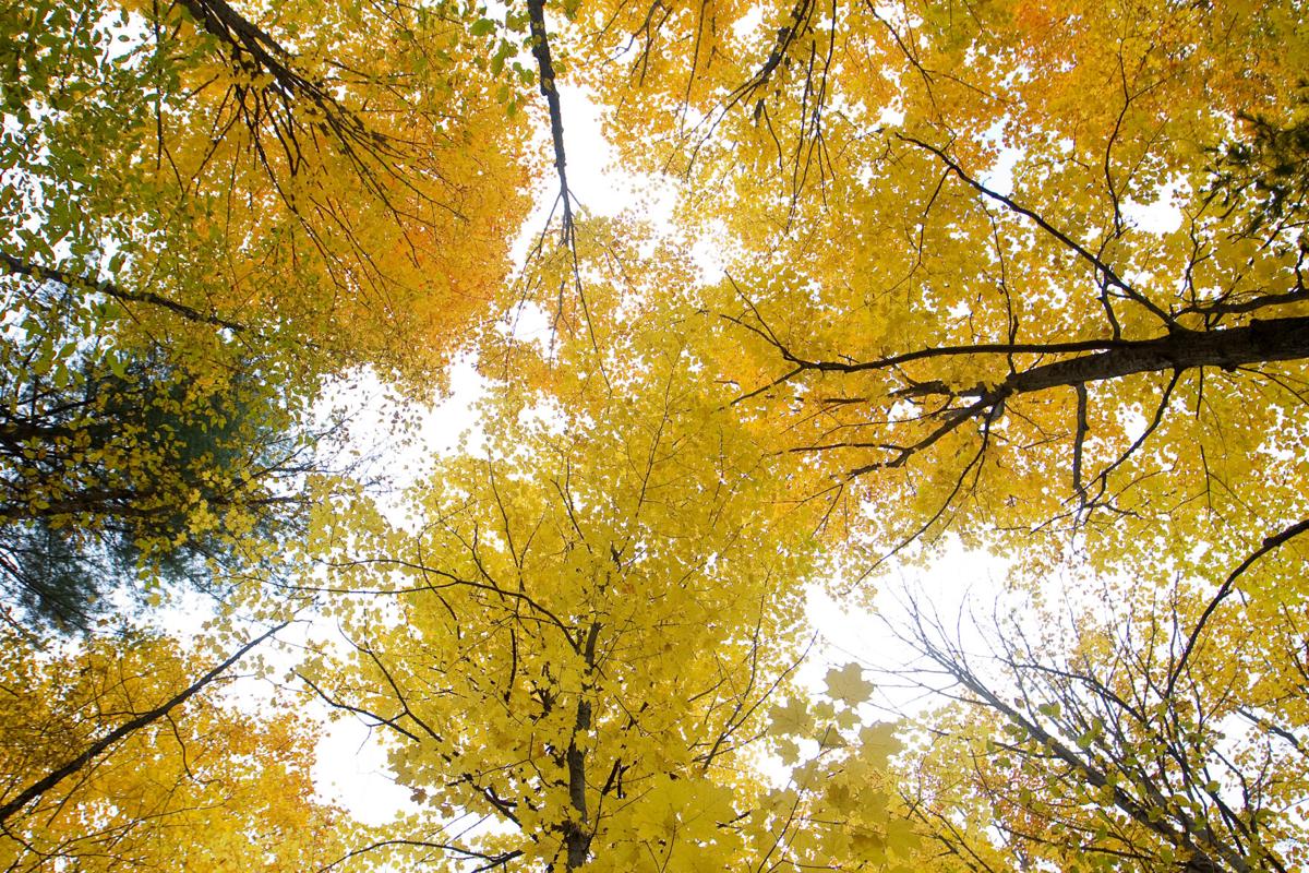 FALL COLOR
