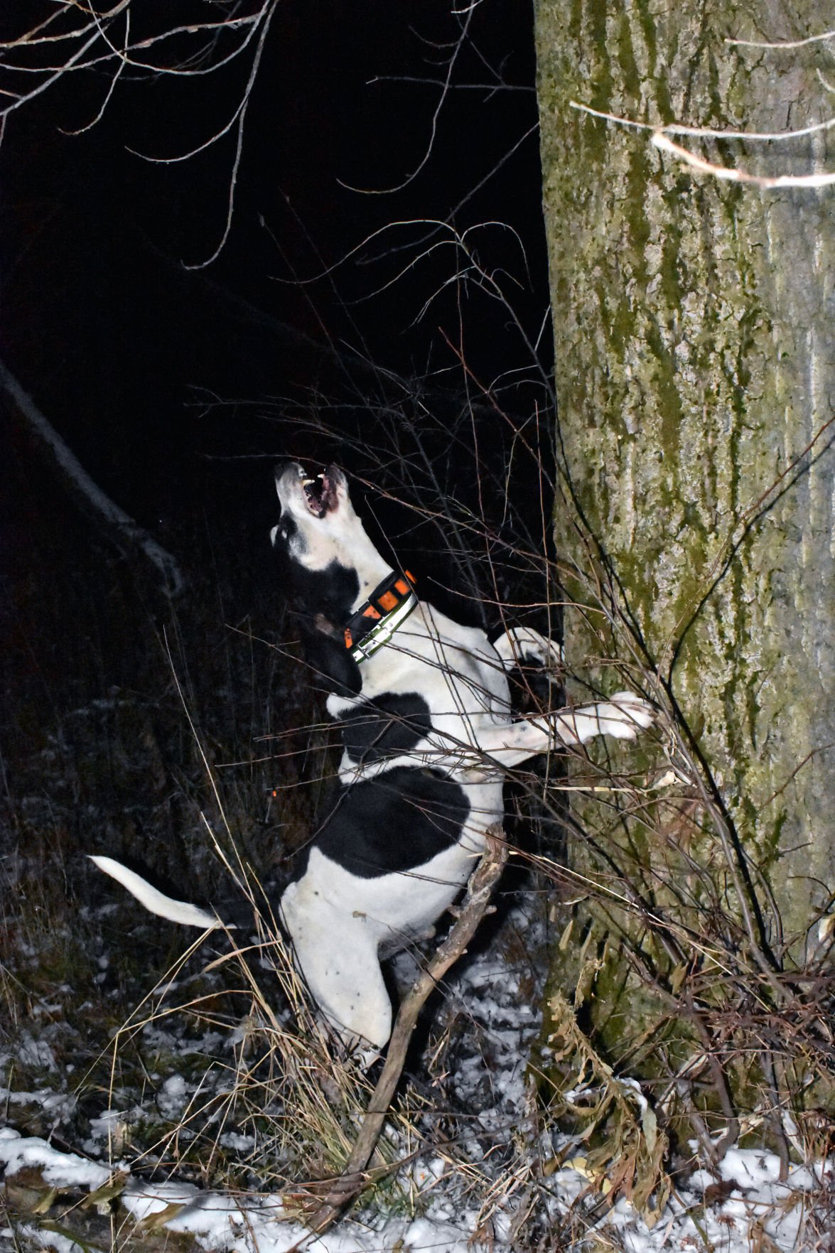 dog treeing a coon